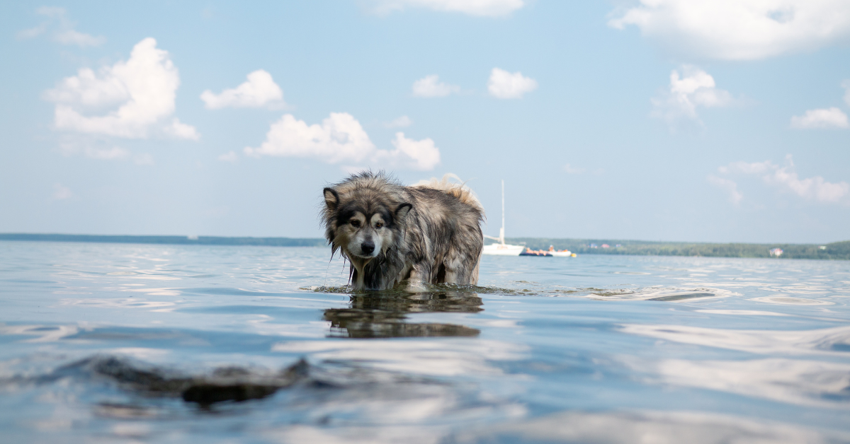 Unveiling the Latest Alaskan Malamute News