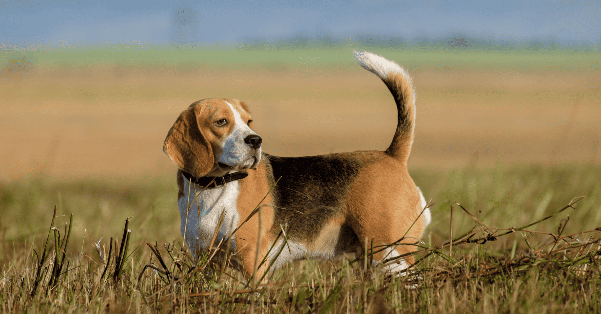 Why Beagles Are the Worst Dogs