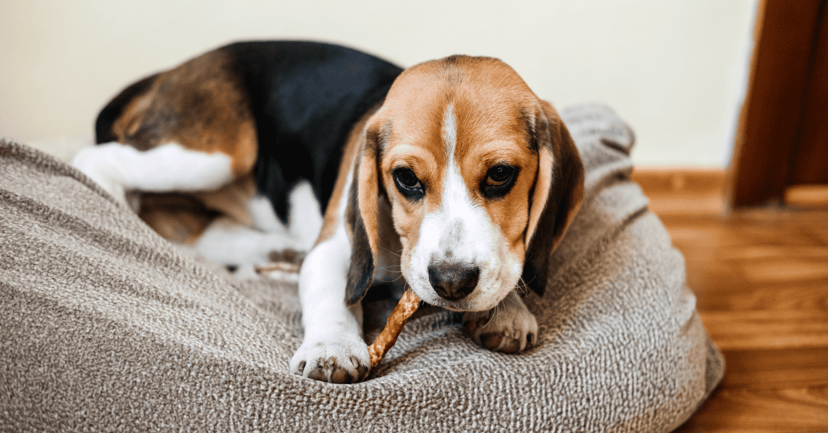 Why Beagles Are the Worst Dogs