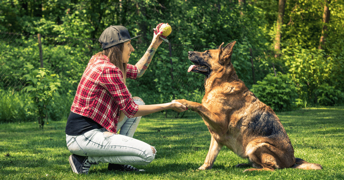 How Much Should a German Shepherd Eat a Day