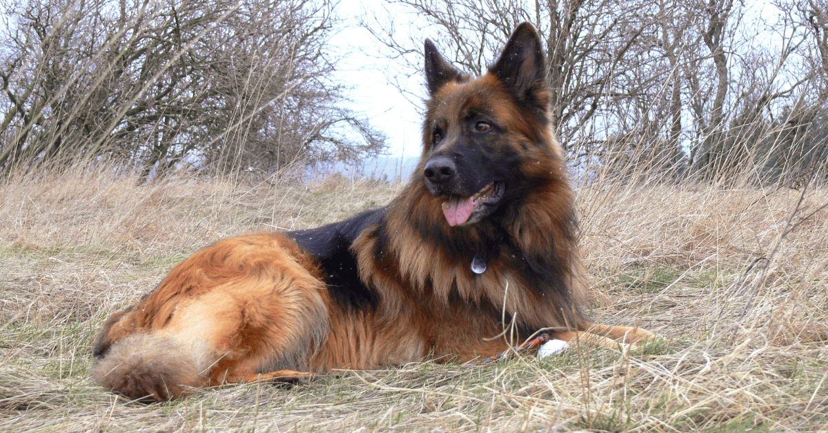 How Much Should a German Shepherd Eat a Day