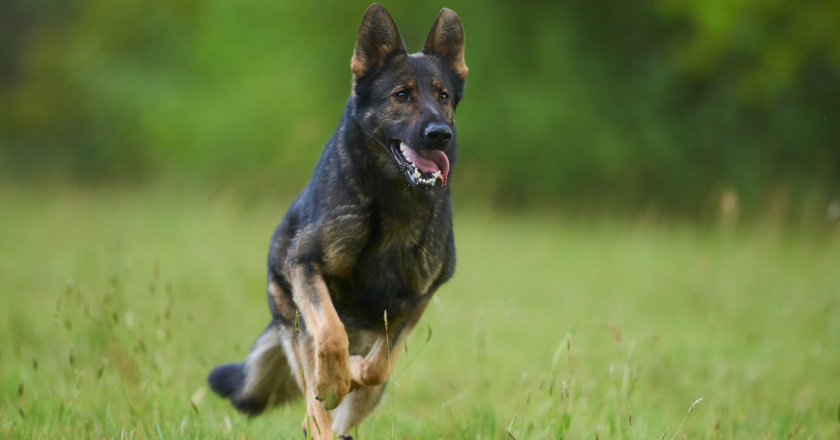 How Much Should a German Shepherd Eat a Day