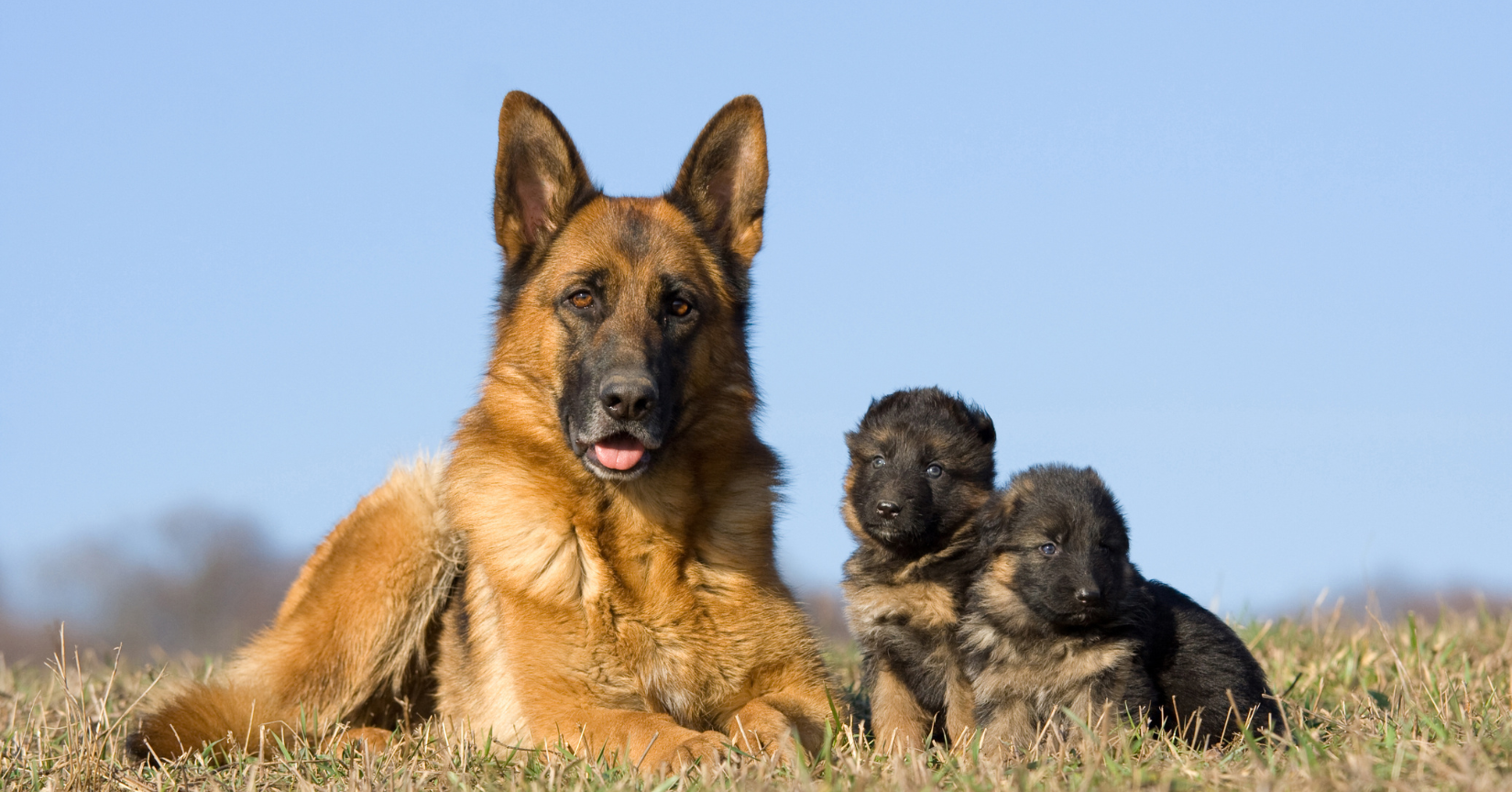 How Much Is A German Shepherd