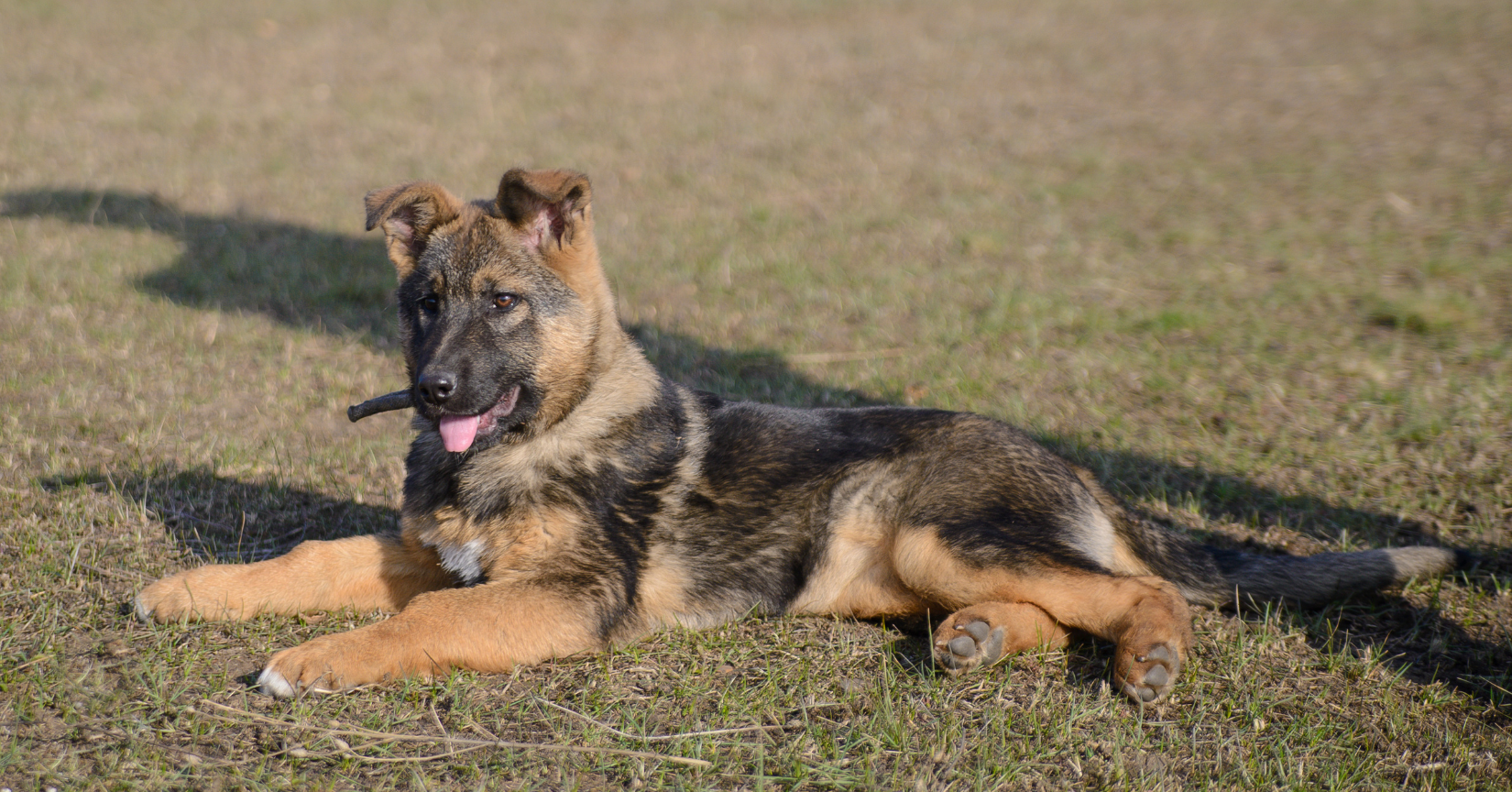 How Many Puppies Can a German Shepherd Have