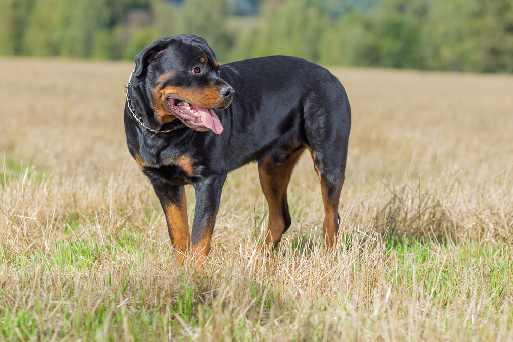 Why Do They Cut Rottweilers' Tails