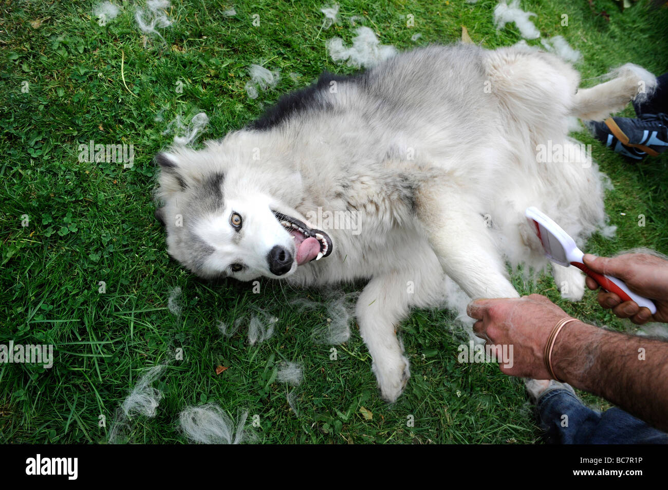 Do Alaskan malamutes shed?