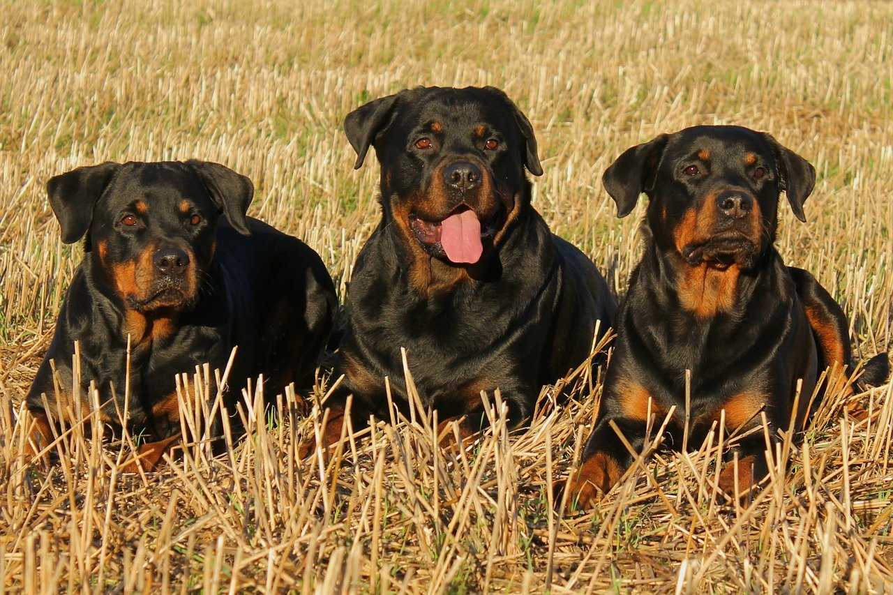 Dogs That Look Like Rottweilers