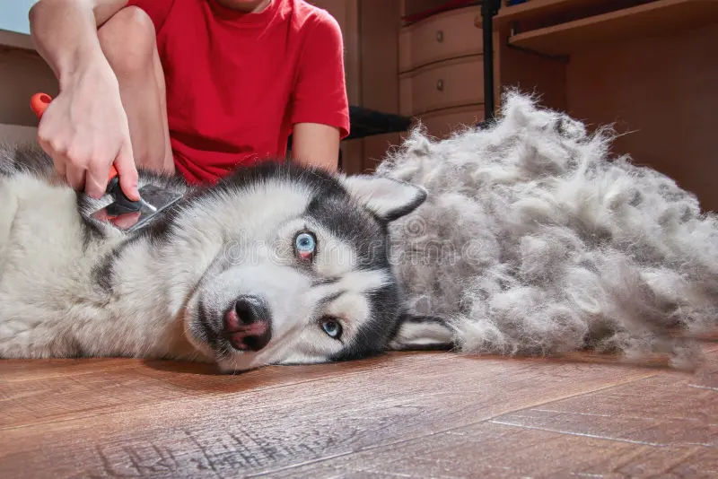 Do Alaskan malamutes shed?