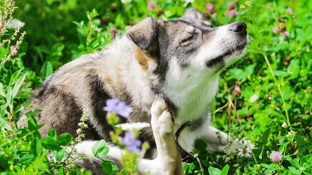 Best Flea Treatment for Siberian Husky