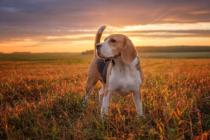 Beagle for Adoption Near Me?