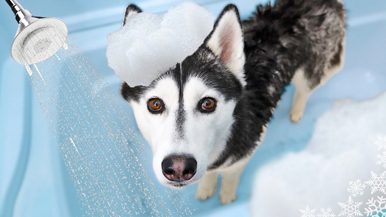 Best Flea Treatment for Siberian Husky