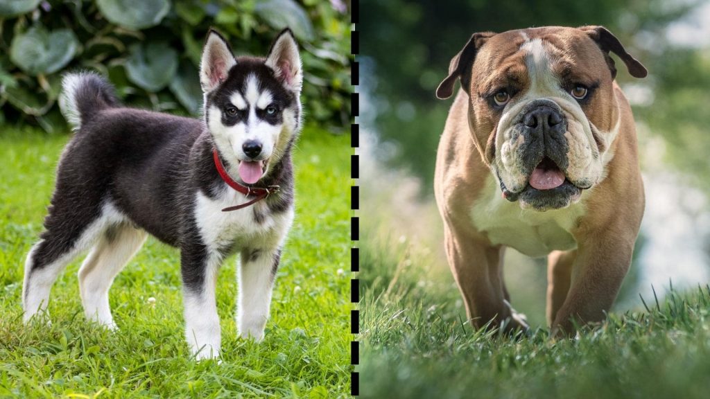 Siberian Husky Mix with American Bulldog