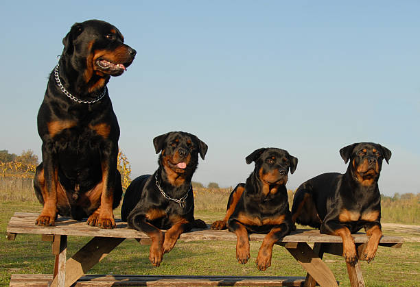 Dogs That Look Like Rottweilers