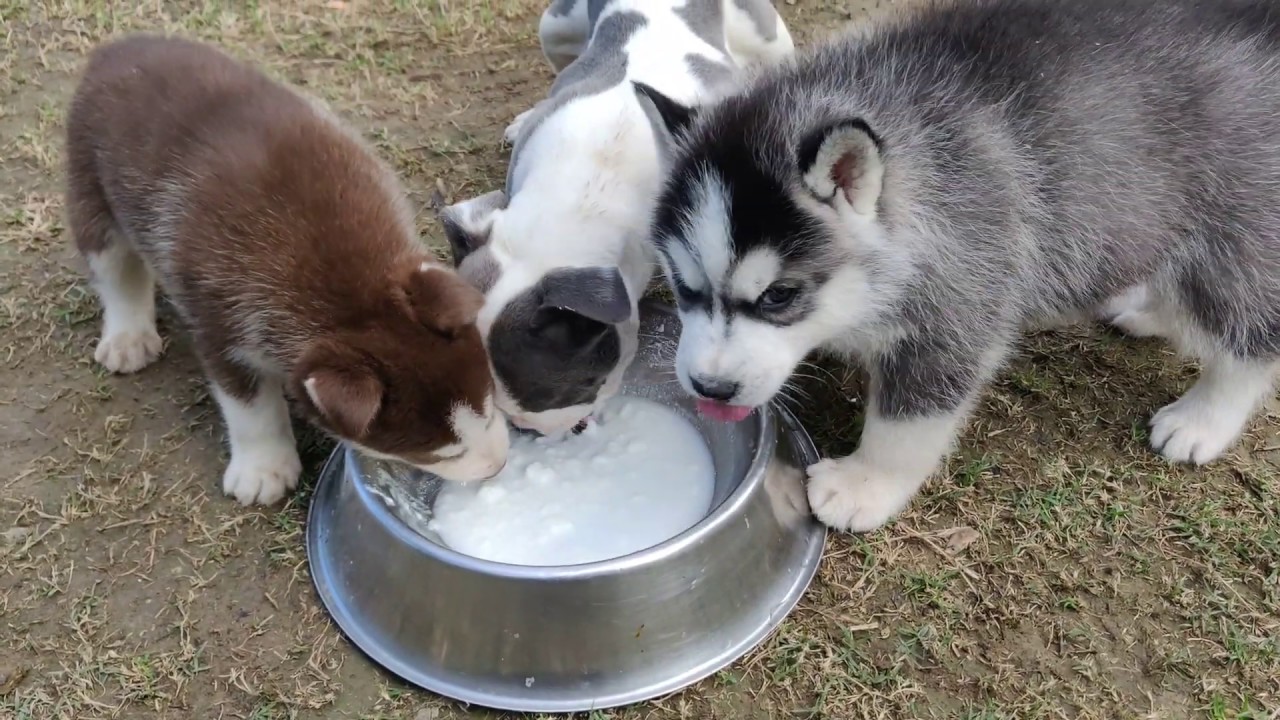 Siberian Husky Mix with American Bulldog