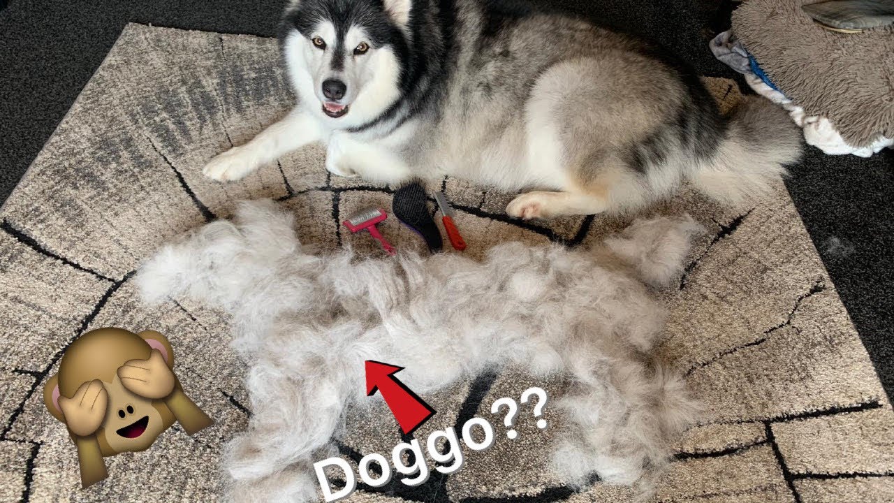 Do Alaskan malamutes shed?