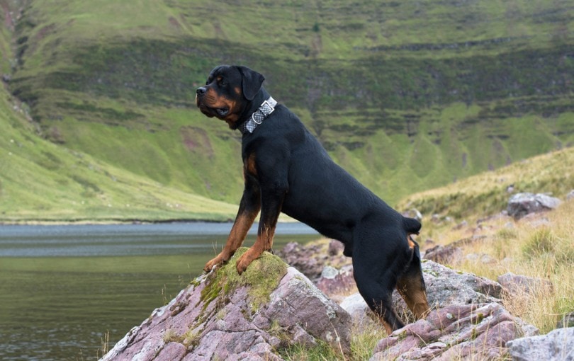 Why Do They Cut Rottweilers' Tails