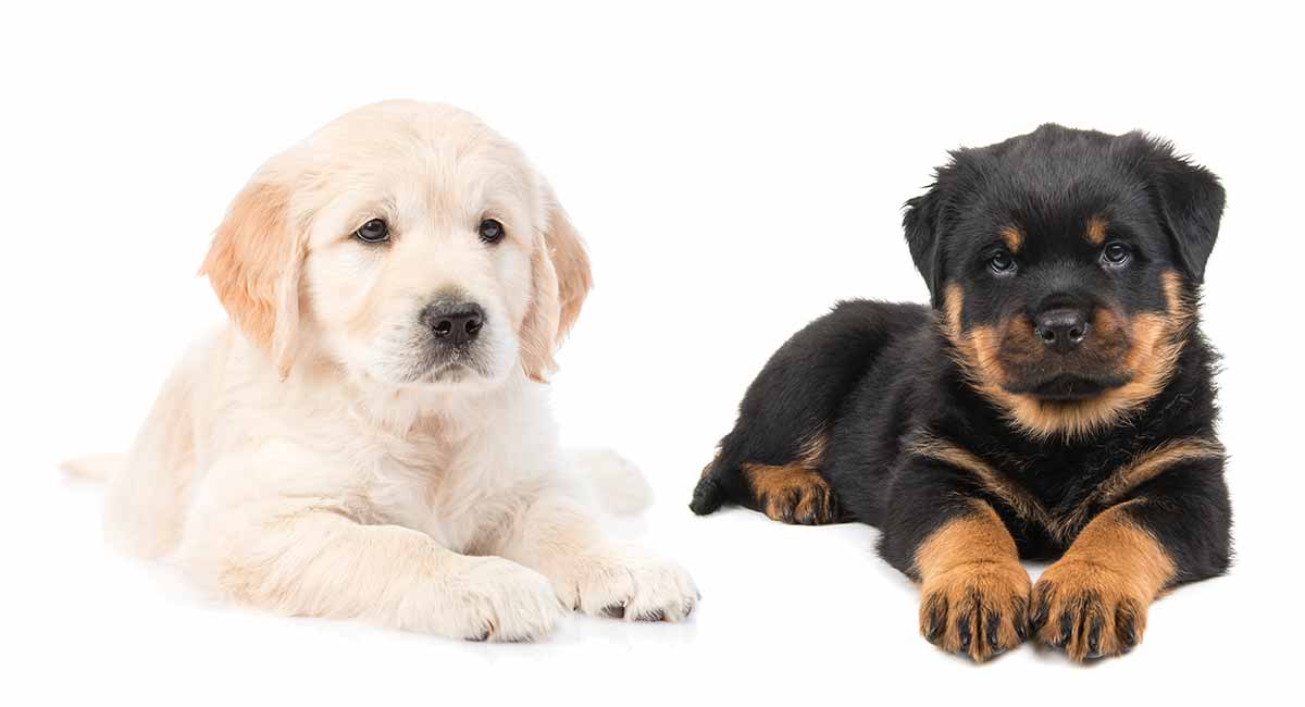 Characteristics of Golden Retriever and Rottweiler Mix Puppies?