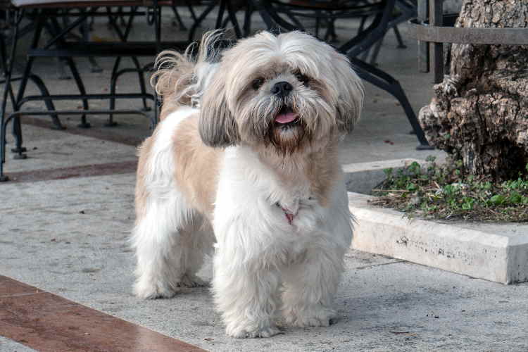 Rottweiler Mix with Shih Tzu