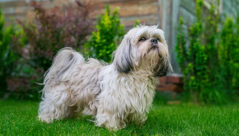 Rottweiler Mix with Shih Tzu