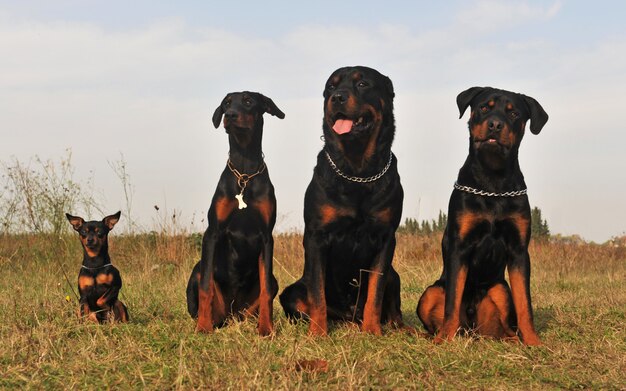 Dogs That Look Like Rottweilers