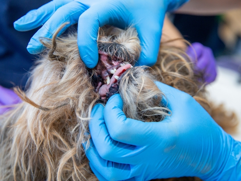 Caring for Scottish Terrier Teeth