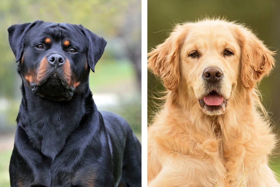 Golden Retriever and Rottweiler Mix Puppies