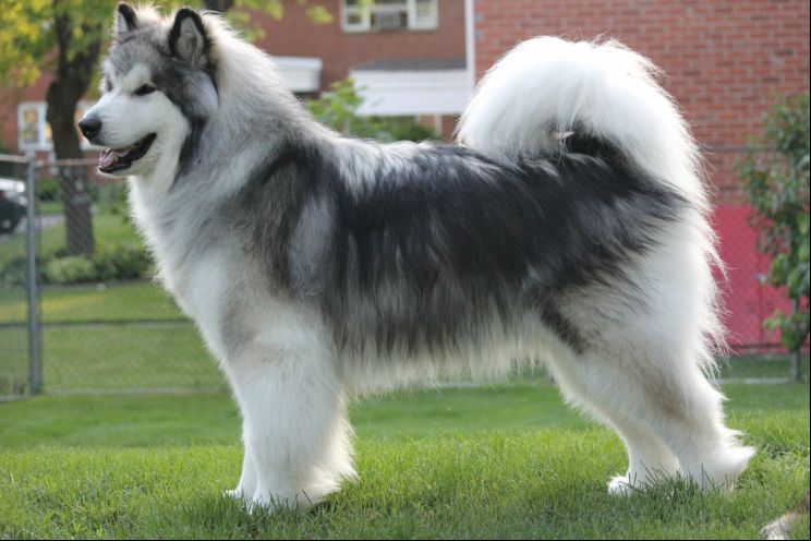 Saint Bernard Alaskan Malamute Mix