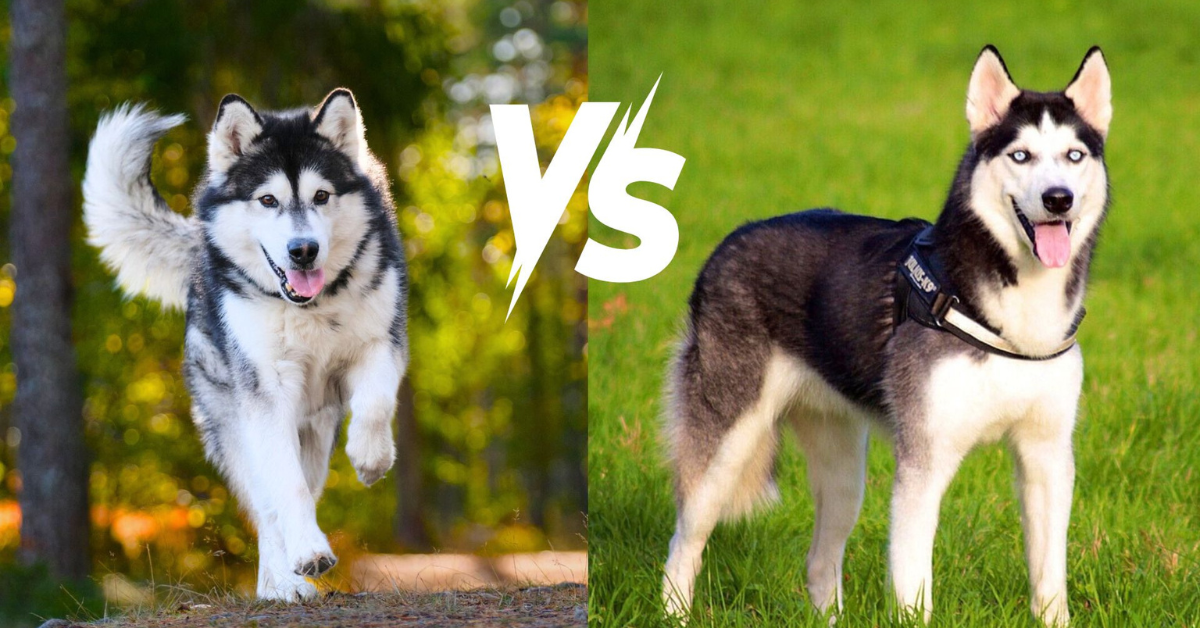 alaskan malamute vs husky