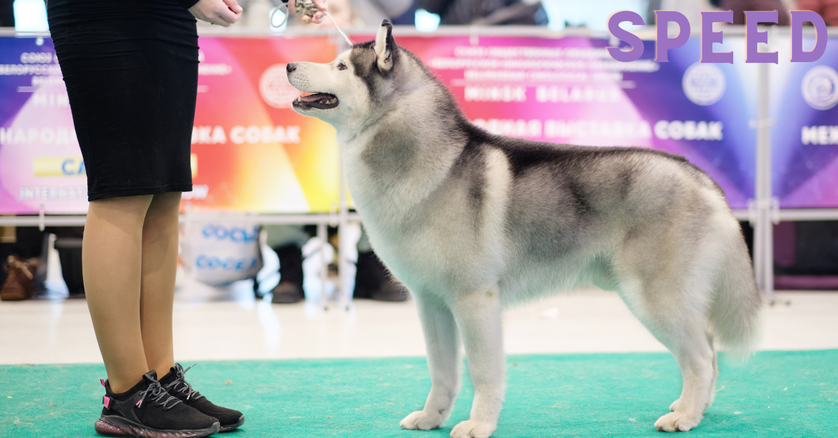 alaskan malamute vs husky