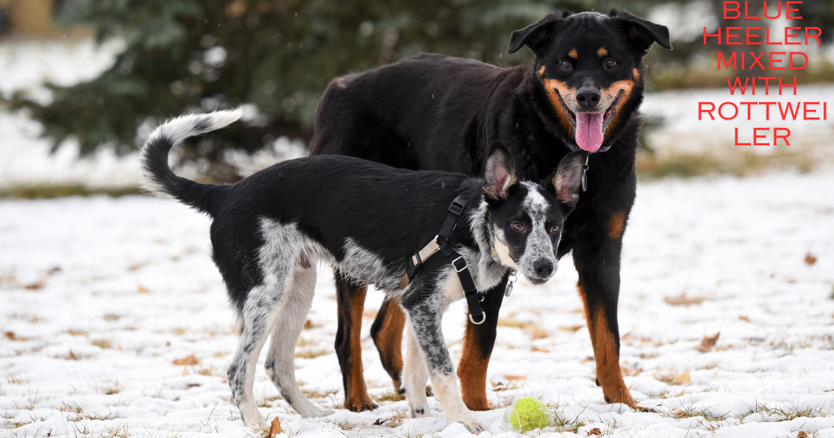 Blue Heeler Mixed with Rottweiler