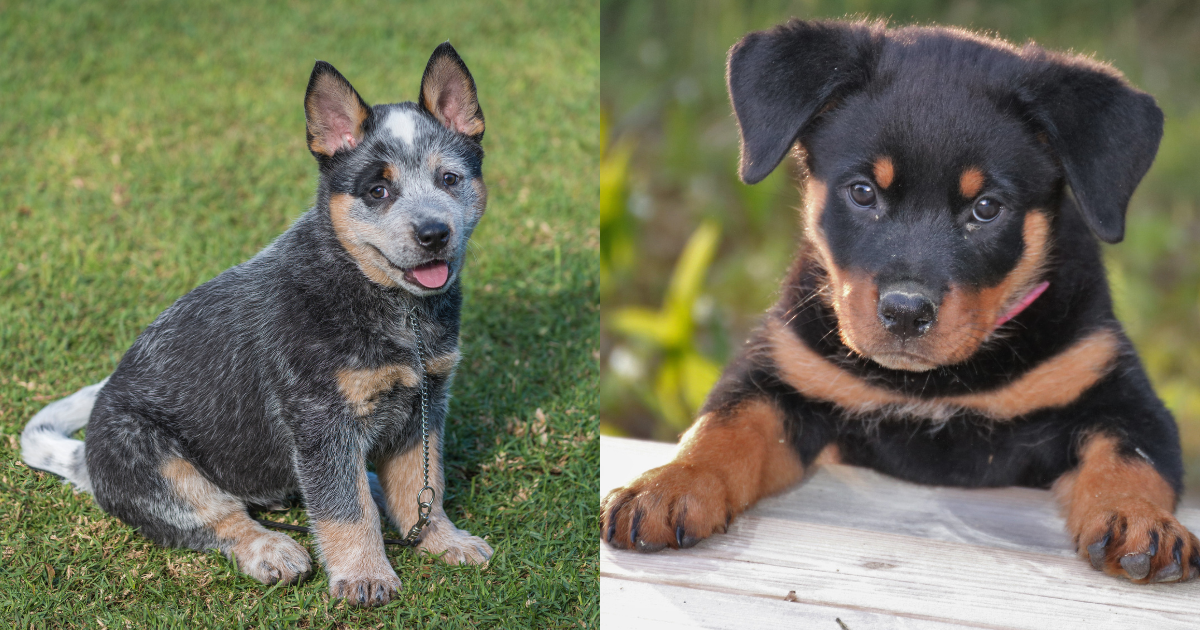 Blue Heeler Mixed with Rottweiler