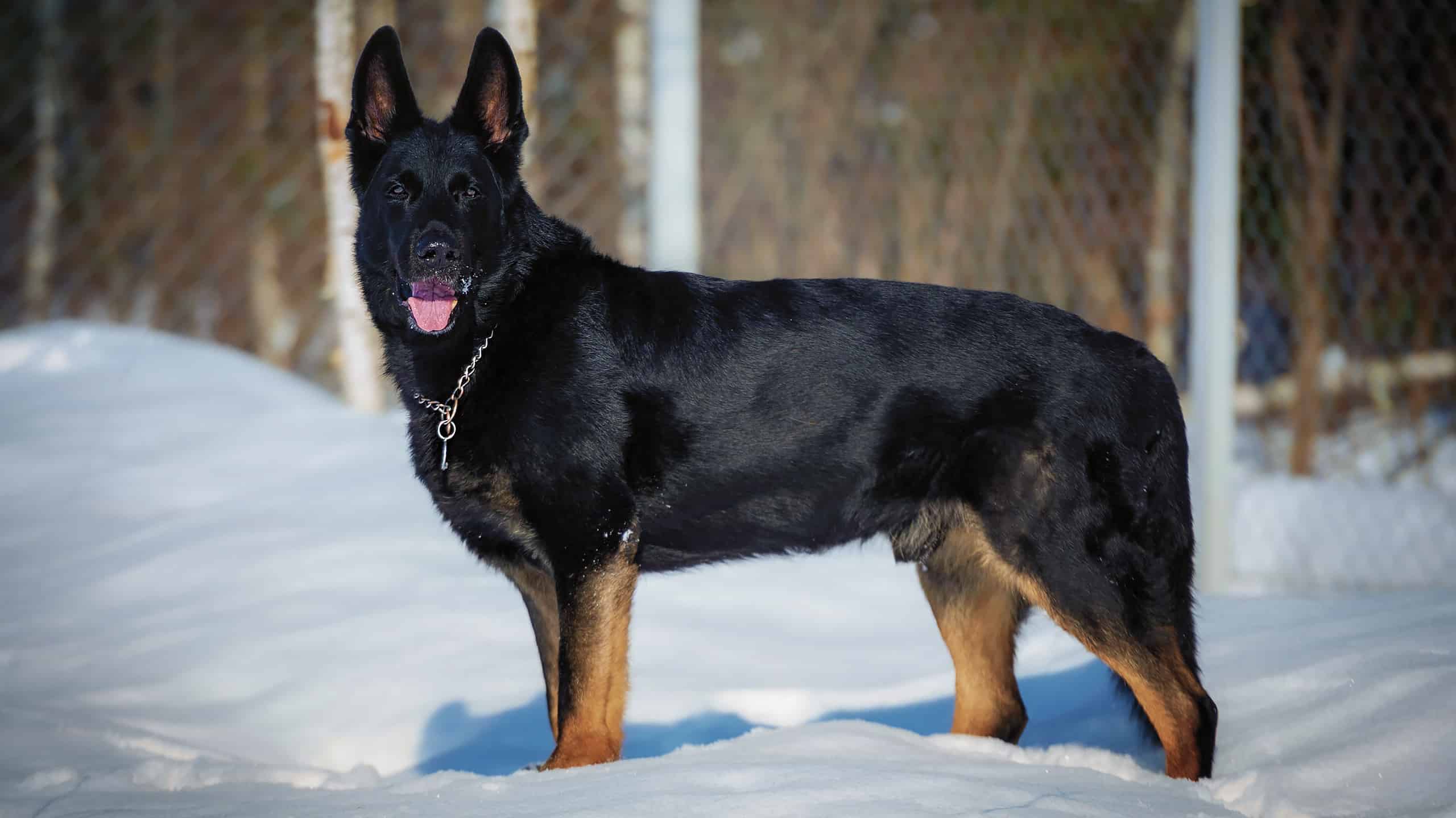 Bi-Color German Shepherd: