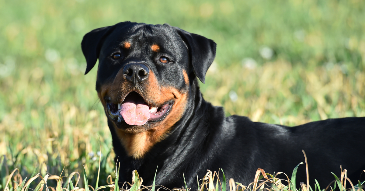 rottweiler pitbull mix: