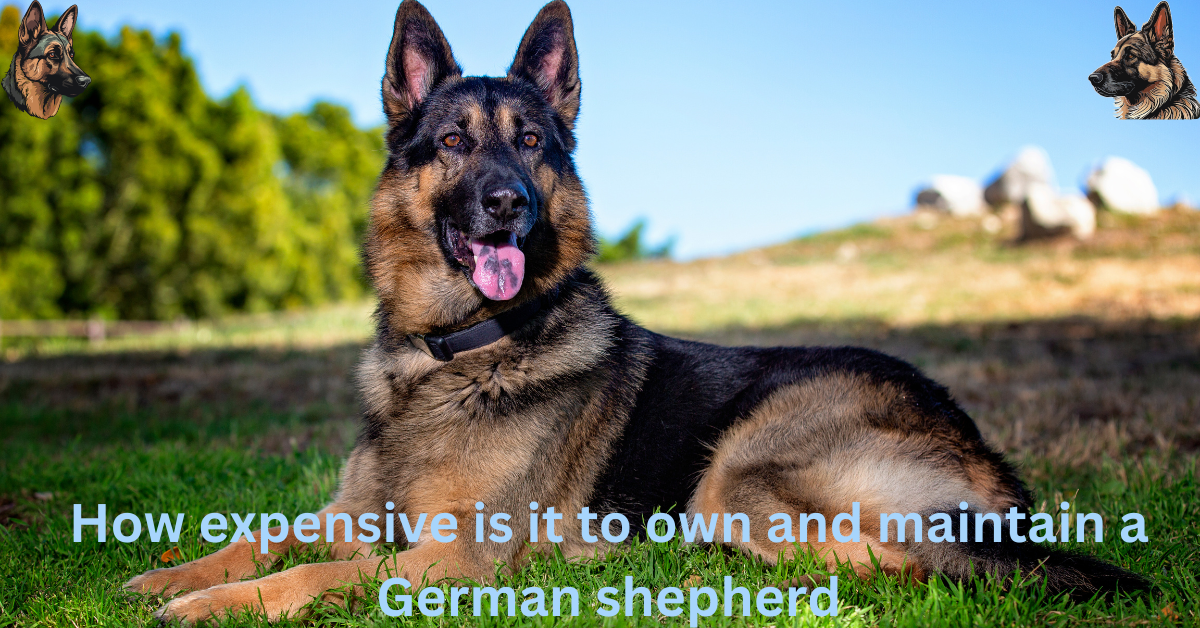 how much is a german shepherd