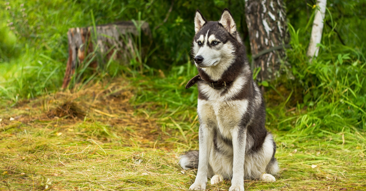 alaskan malamute behavior