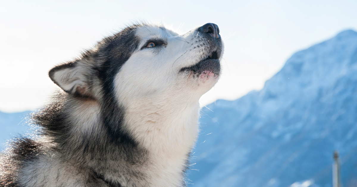 White Alaskan Malamute: