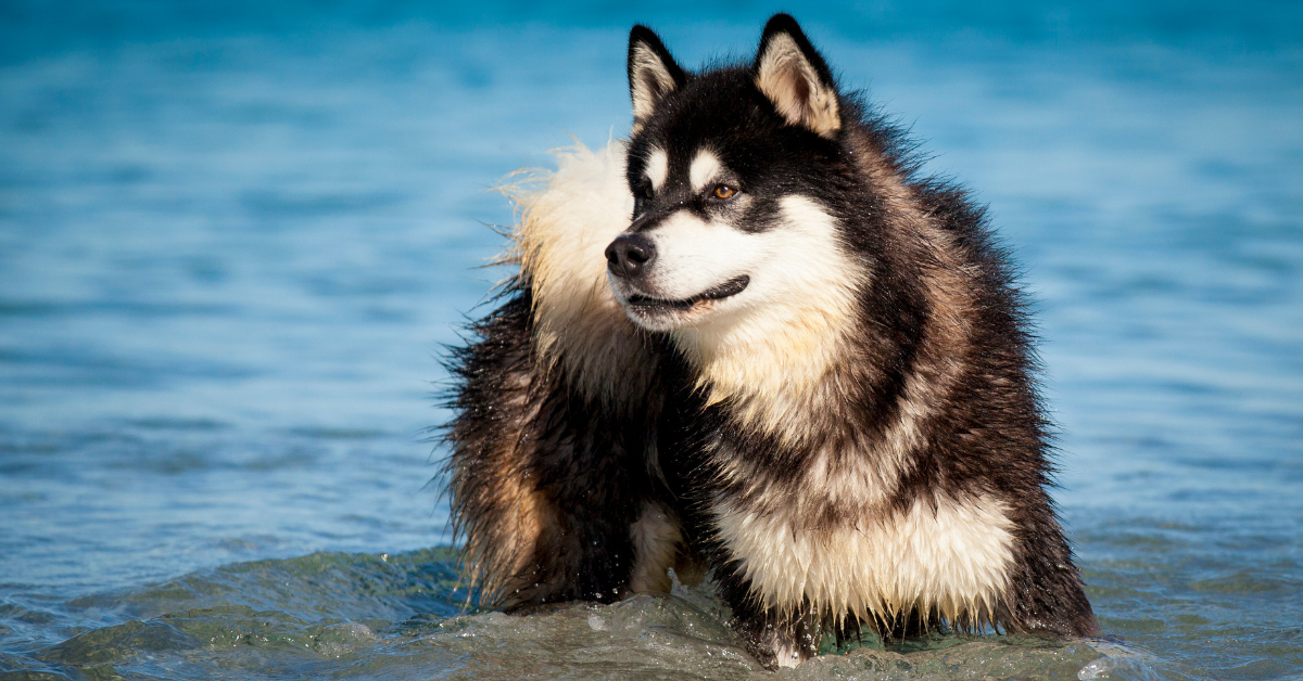 alaskan malamute behavior