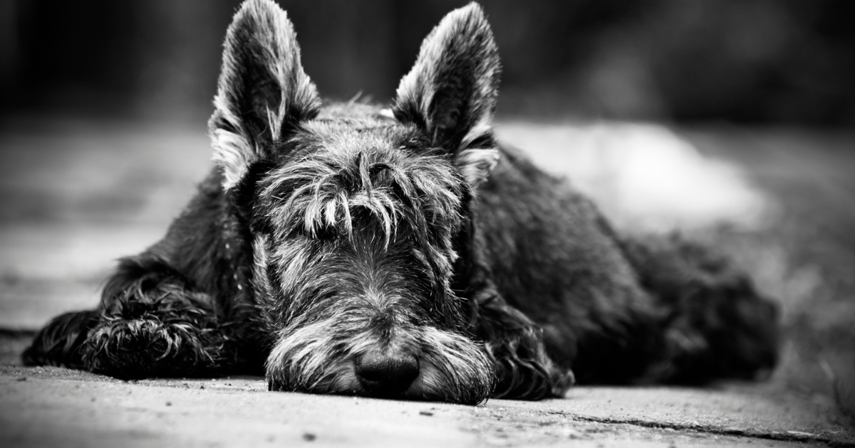 Scottish Terrier for Sale