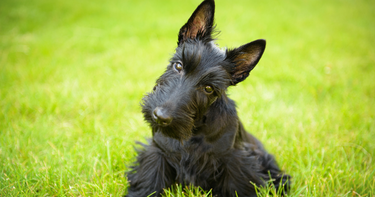 Scottish Terrier for Sale