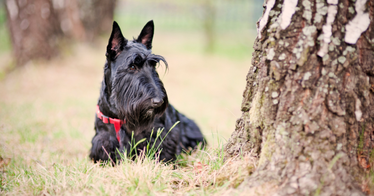 Scottish Terrier for Sale