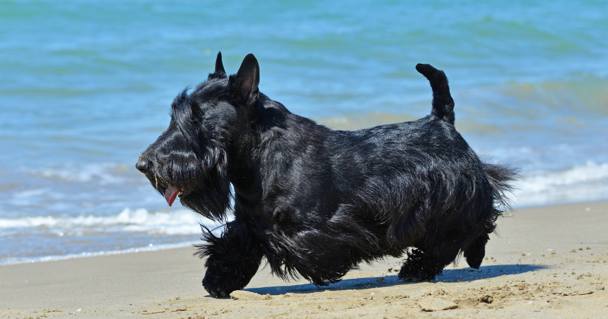 Scottish Terrier for Sale