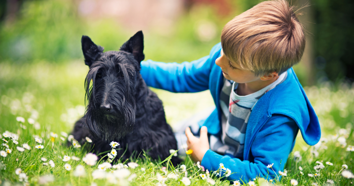 Scottish Terrier for Sale