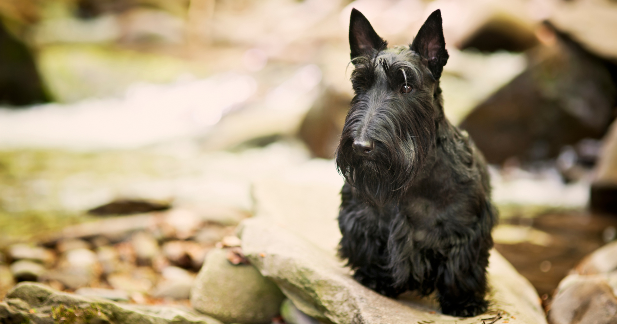 Scottish Terrier for Sale