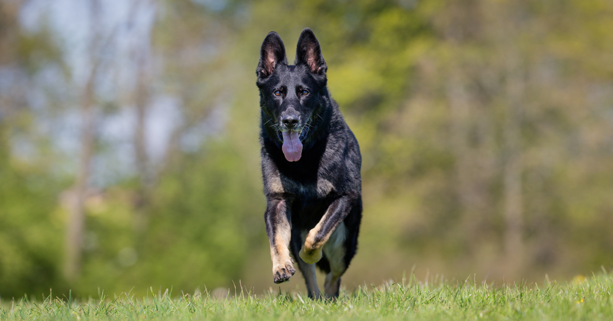 Bi-Color German Shepherd: