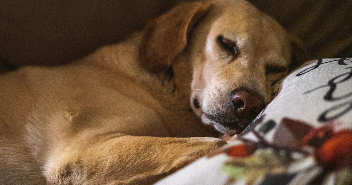 Lab Beagle Mix: