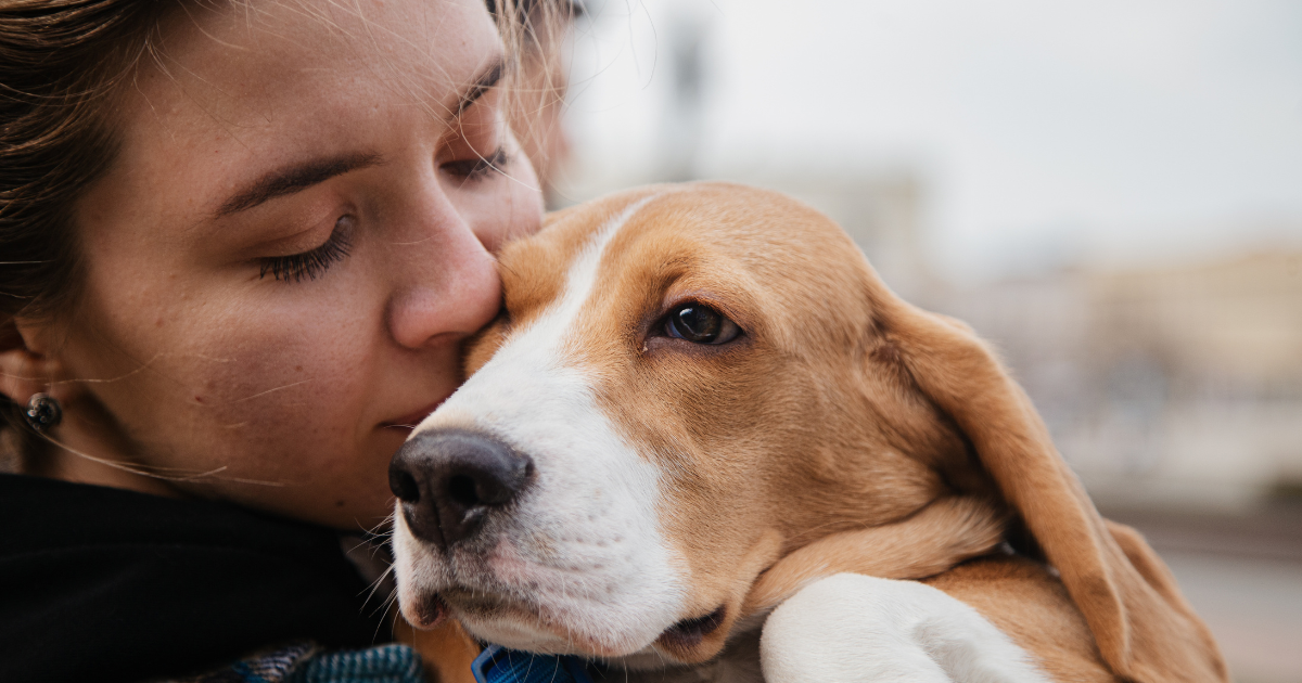 Lab Beagle Mix: