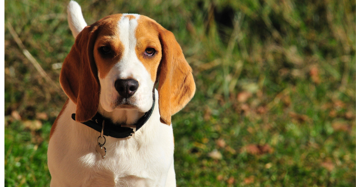 Lab Beagle Mix: