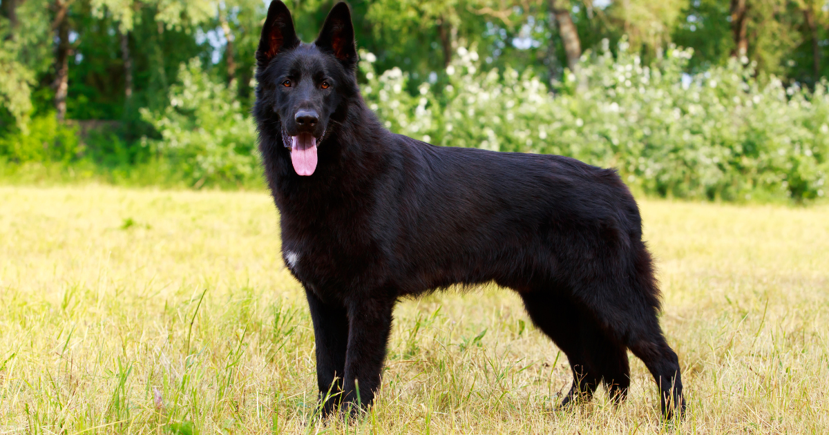 Black German Shepherds: