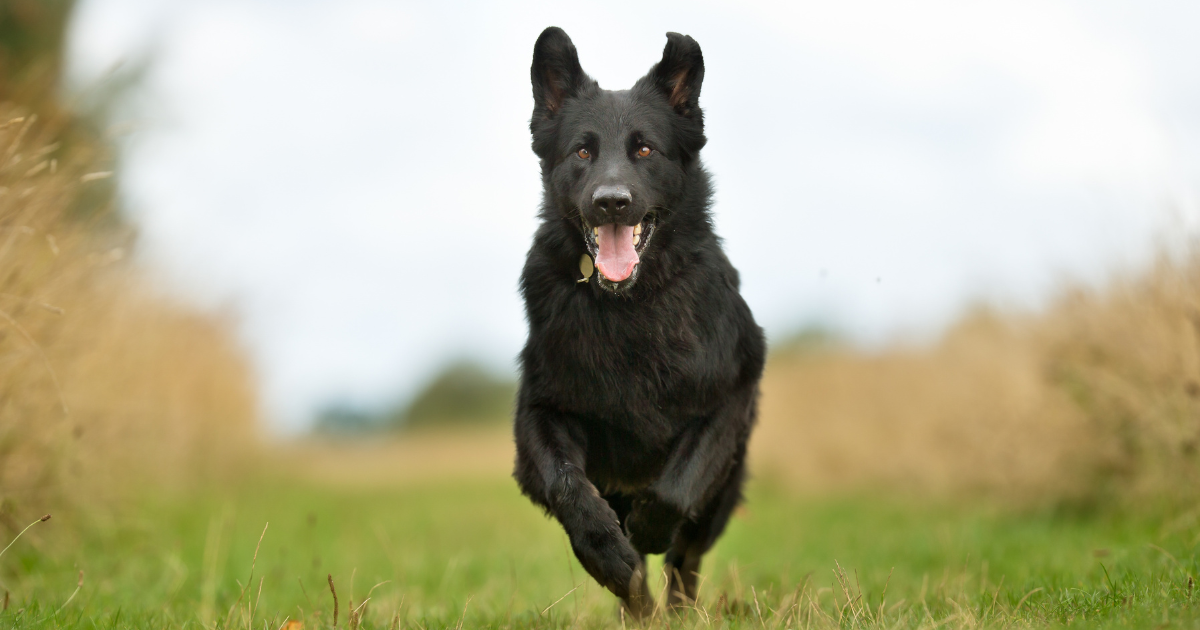 Black German Shepherds: