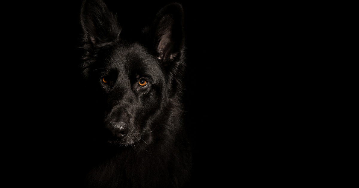 Black German Shepherds: